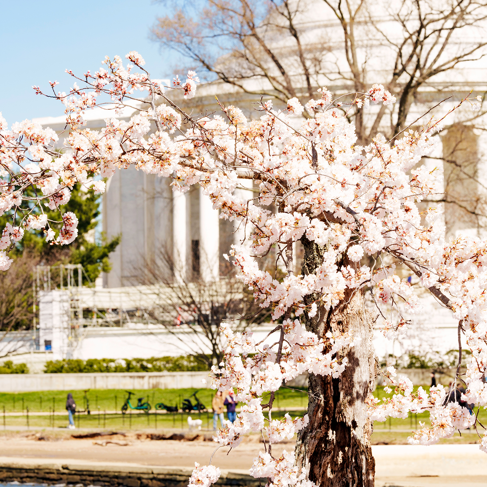 Cherry Blossom Festival 2024